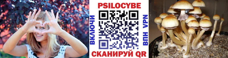 Псилоцибиновые грибы Psilocybine cubensis  Донской 